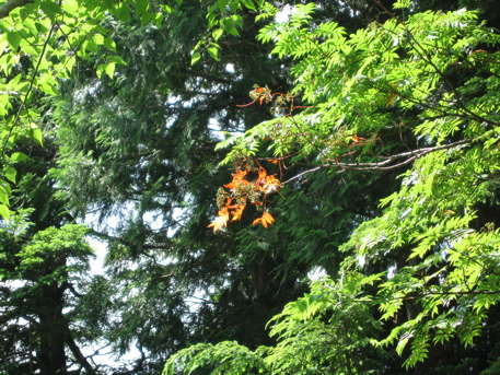 080727 志賀高原 ah