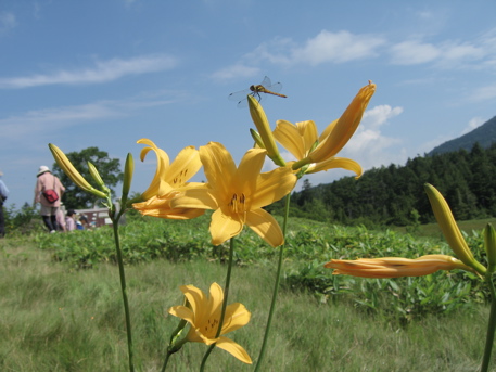 080727 志賀高原 ad