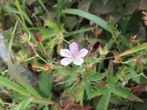 080914 茅が岳 aw