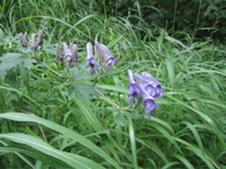 080914 茅が岳 ay