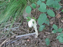 080914 茅が岳 az