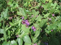 080914 茅が岳 bg