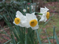 090301 横浜三渓園 013