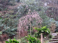 090301 横浜三渓園 020