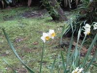 090301 横浜三渓園 023