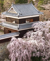 PH 上田城の桜