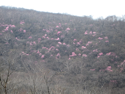 090510 赤城荒山 arb