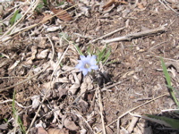 090510 赤城荒山 ajb