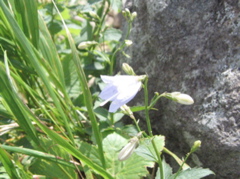 090726 20 turiganeninjin