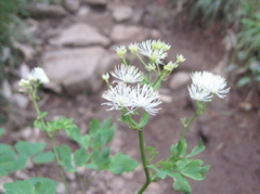 090726 23 karamatusou