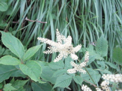 090726 24 yamabukishouma