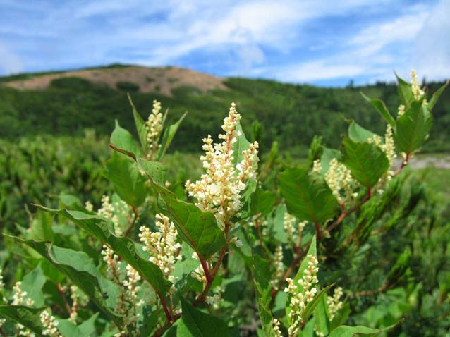 18 オヤマソバ