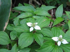 20 ゴゼンタチバナ