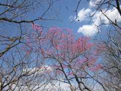 25 ヤシオツツジ