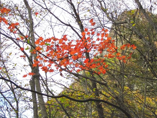 12 ニの岳直下紅葉