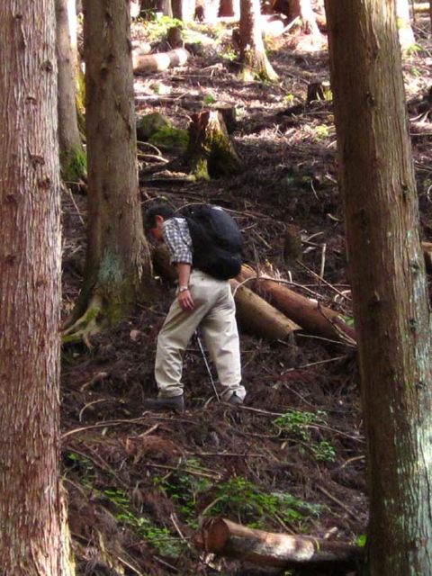 05 杉林を登る