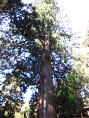 34 樹齢1200年の杉
