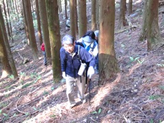 16 杉林の中を登る