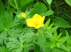 130728 木曽駒 H シナノキン