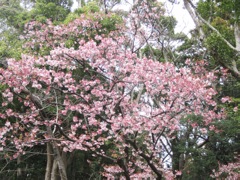 29 八幡宮 早咲きの桜