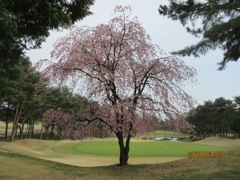 桐カン　桜